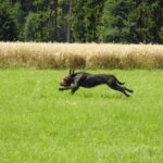Hundewesen Jagdausbildung