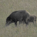 Bejagung Raubwild und Schwarzwild
