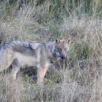 Wolf im Waldviertel