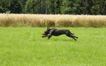 Hundewesen Jagdausbildung