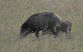 Bejagung Raubwild und Schwarzwild