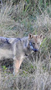 Wolf im Waldviertel